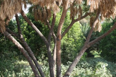 Lala palmiyesi - Hyphaene; renkli bir meyve, yuvarlak düz, içinde tohum olan sert bir kabuk. Bir grup güçlü ve uzun uçucu direkte, yüksek ağaçta asılı. Yaklaş, güneş ışığı..