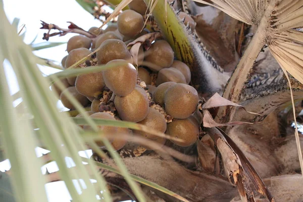Dłoń Lala Hyphaene Kolorowe Owoce Okrągły Płaski Twarda Skorupa Nasionami — Zdjęcie stockowe