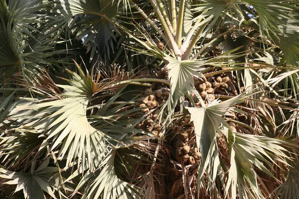 Palmeira Lala Hyphaene Uma Fruta Colorida Redondo Plana Casca Dura — Fotografia de Stock