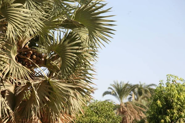 Palmeira Lala Hyphaene Uma Fruta Colorida Redondo Plana Casca Dura — Fotografia de Stock