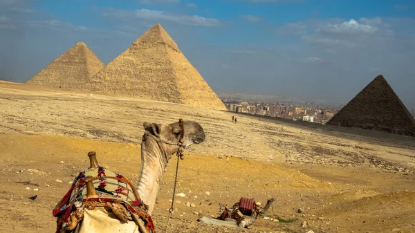 Giza piramitlerinin önündeki deve. Tarihsel Mısır Piramitleri Lanscabe.