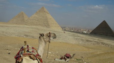 Giza piramitlerinin önündeki deve. Tarihsel Mısır Piramitleri Lanscabe.