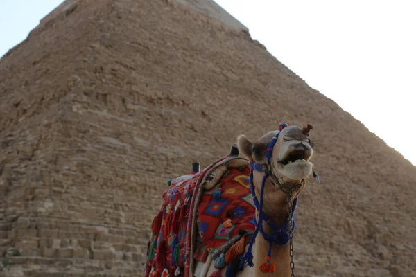 Giza Nın Büyük Tarihi Piramidinin Yanında Bir Deve Dünyanın Yedi — Stok fotoğraf