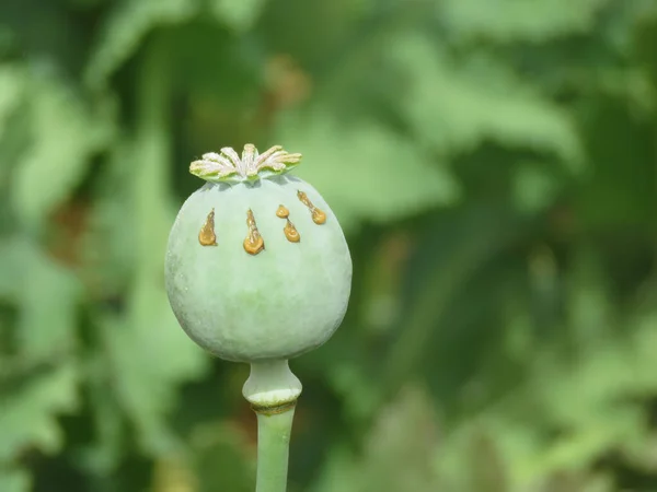 Szczegóły Maku Produkcja Maku Opium Głowice — Zdjęcie stockowe