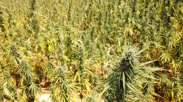 Tıbbi Marihuana Mısır Esrarı Veya Bitkisinin Yeşil Yaprakları — Stok fotoğraf