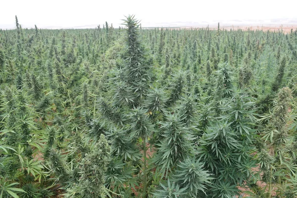 Feuilles Vertes Cannabis Médical Cannabis Égyptien Mauvaises Herbes — Photo