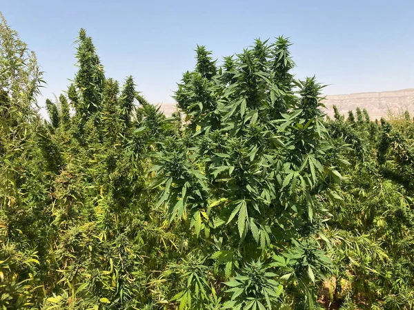 Tıbbi Marihuana Mısır Esrarı Veya Bitkisinin Yeşil Yaprakları — Stok fotoğraf