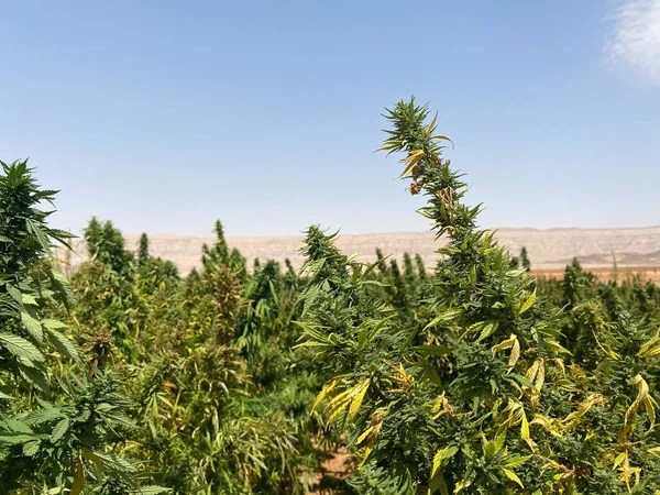 Folhas Verdes Maconha Medicinal Cannabis Egípcia Planta Ervas Daninhas — Fotografia de Stock