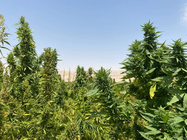 Zielone Liście Marihuany Medycznej Egipskiej Marihuany Lub Rośliny Chwastów — Zdjęcie stockowe