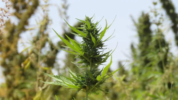 Folhas Verdes Maconha Medicinal Cannabis Egípcia Planta Ervas Daninhas — Fotografia de Stock