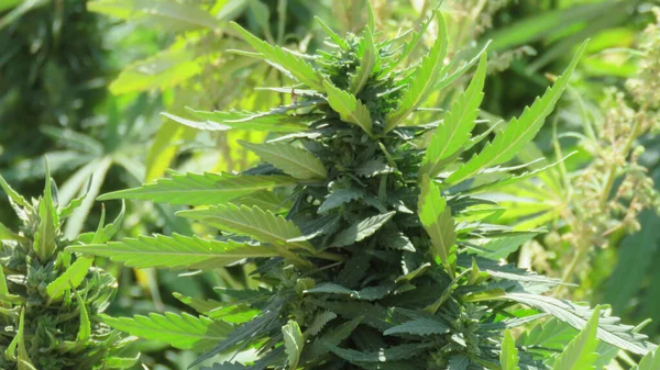 Folhas Verdes Maconha Medicinal Cannabis Egípcia Planta Ervas Daninhas — Fotografia de Stock