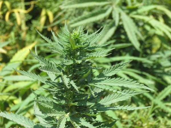 Grüne Blätter Von Medizinischem Marihuana Ägyptischem Cannabis Oder Unkrautpflanze — Stockfoto