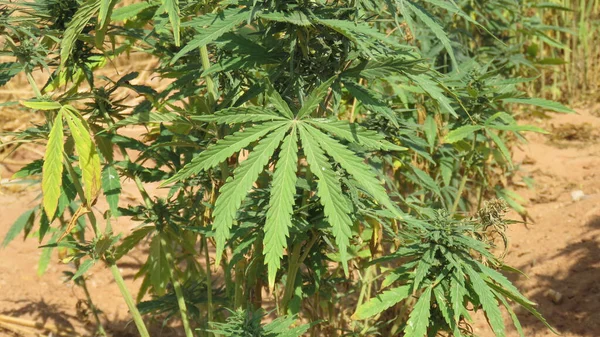 Hojas Verdes Marihuana Medicinal Cannabis Egipcio Planta Malezas — Foto de Stock