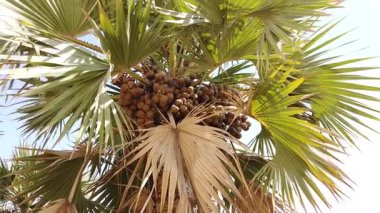 Lala palmiye Hyphaene 'de içinde tohum bulunan yuvarlak düz sert kabuklu renkli meyveler bulunur. Bu meyveler, ağacın tepesinde asılı güçlü uzun uçbirim direklerde yetişir..