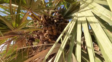 Lala palmiye Hyphaene renkli meyveler içerir. Yuvarlak, düz ve içinde çekirdekler olan sert bir kabuğa sahiptir. Dayanıklı, uzun direkler üzerinde güneş ışığında sallanan kümeler halinde büyürler..