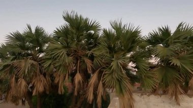 Lala palmiye Hyphaene, tohum içeren sert bir kabuk içinde yuvarlak, düz ve renkli meyveler içerir. Bu meyveler ağaç tepelerindeki sapasağlam uçlarda kümeler halinde yetişir..