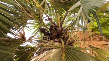 Lala palmiye Hyphaene, sert kabuklu düz meyveler içerir. Bu meyveler, uzun ve dayanıklı direkler üzerinde doğal güneş ışığı altında yüksek ağaçlarda asılı duran kümeler halinde büyür..