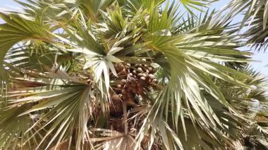 Lala palmiye Hyphaene, yuvarlak düz sert kabuklu renkli meyveler içerir. Bu meyve kümeleri güçlü uzun bir direkte, ağacın tepesinde, güneş ışığının altında asılı duruyor..