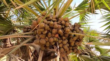 Lala palmiye Hyphaene, sert kabuklu, yuvarlak ve düz renkli meyveler üretir. Bu meyveler, uzun ve güçlü ağaç gövdelerinde yetişir..