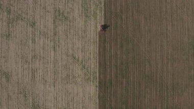 Hava görüntüsü, ekilen tarlalarda yol kesen bir traktörü gösteriyor. Döner harrow sabana sahip bir tarım traktörü toprağı hazırlıyor ve ekin ekimi için en uygun koşulları sağlıyor..