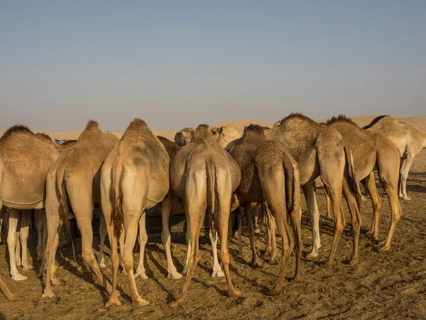 La ciudad de abu dhabi — Foto de Stock