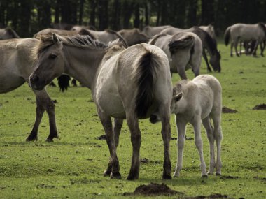 Almanya'da Vahşi atlar