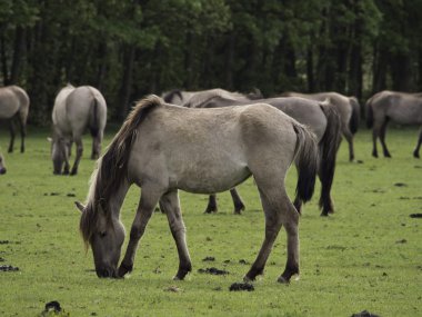 Almanya'da Vahşi atlar