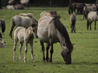 Almanya'da Vahşi atlar
