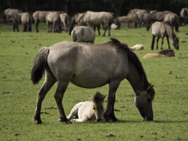 Almanya'da Vahşi atlar