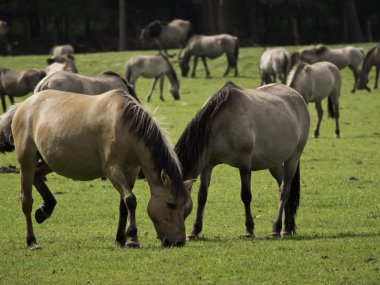 Almanya'da Vahşi atlar