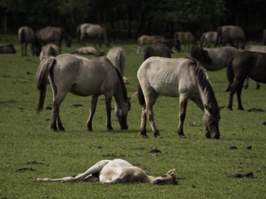 Almanya'da Vahşi atlar
