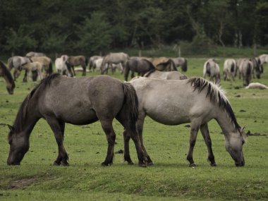 Almanya'da Vahşi atlar
