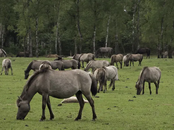 Wild horses in germany — Stock Photo, Image