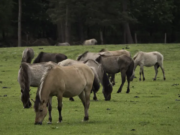 Wilde paarden in Duitsland — Stockfoto