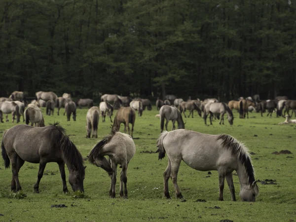 Wild horses in germany — Stock Photo, Image