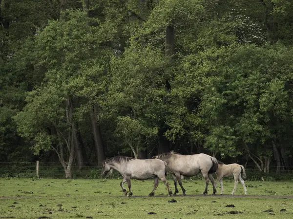 Chevaux sauvages en Allemagne — Photo