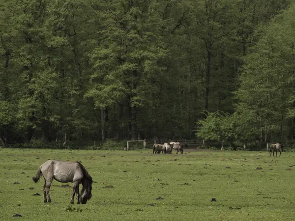 Cavalli selvatici in Germania — Foto Stock