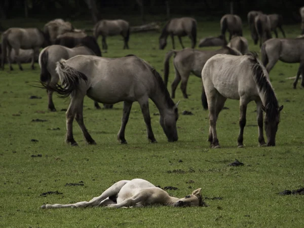 Almanya'da Vahşi atlar