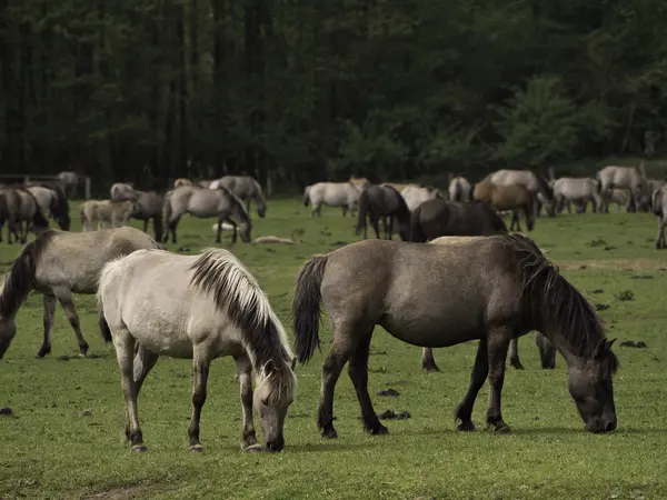 Almanya'da Vahşi atlar