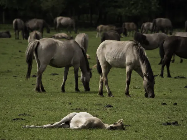 Almanya'da Vahşi atlar
