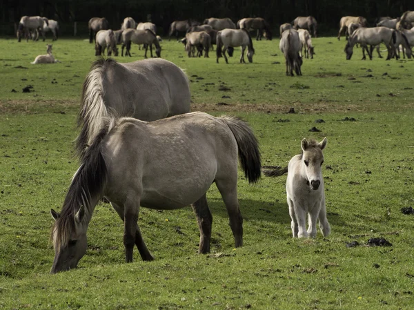 Wid koně v Německu — Stock fotografie