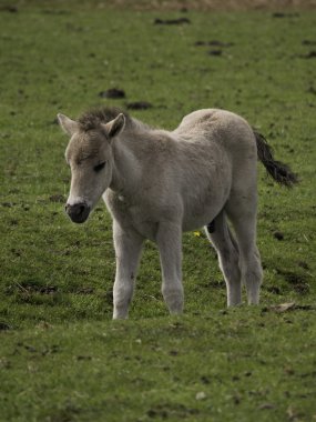 Almanya'da wid atlar