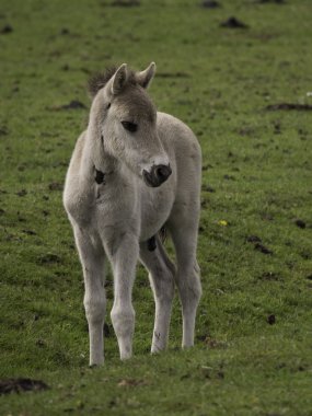 Almanya'da wid atlar