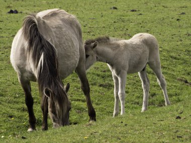 Almanya'da wid atlar