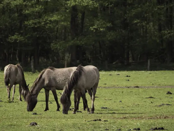 Wid pferde in deutschland — Stockfoto