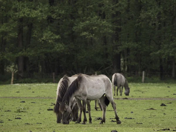 Wid pferde in deutschland — Stockfoto