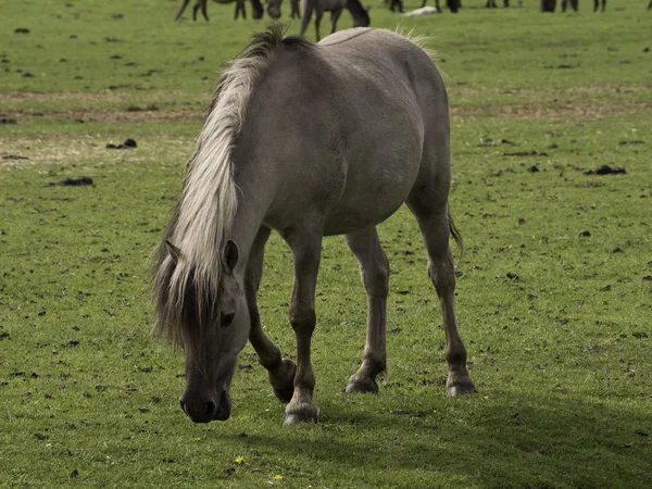 Wid horses in germany — Stock Photo, Image