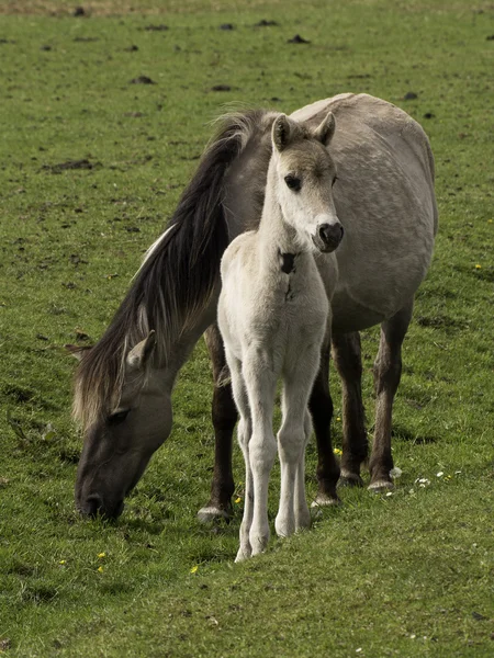 Wid horses in germany — Stock Photo, Image