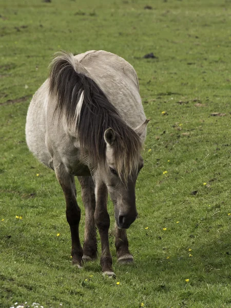 Dzikie konie w Niemczech — Zdjęcie stockowe