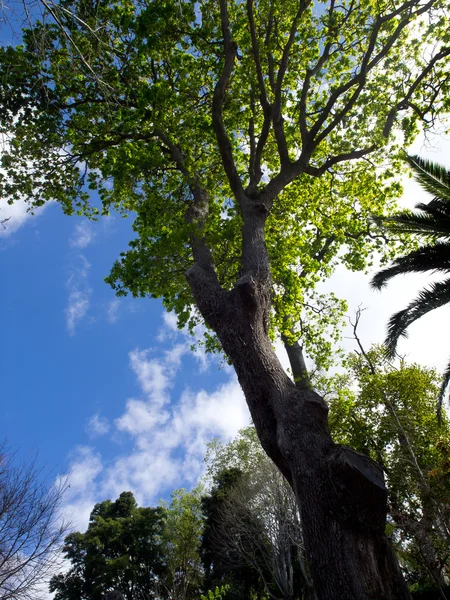 Triagem na madeira — Fotografia de Stock